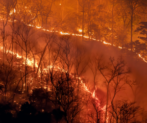 wildfire devastating forest