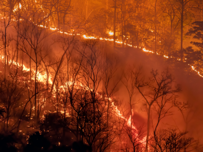 wildfire devastating forest